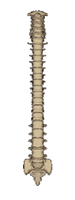 3D Spine